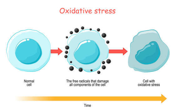 Oxidative Stress. Vector diagram Cell with free radicals.