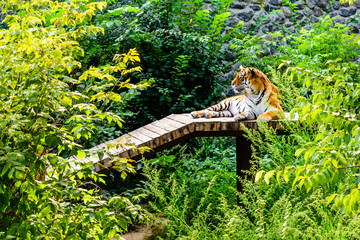 Big striped tiger (Panthera tigris) resting among the green vegetation