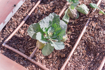 Healthy broccoli plant growing on raised bed with auto dripping system