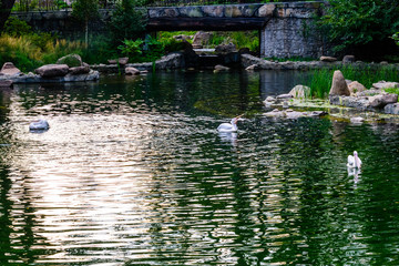 White pelicans (pelecanus onocrotalus) in the lake