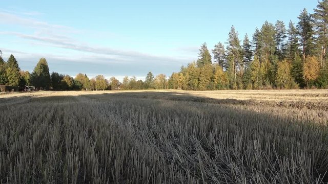 Panning over harvested wheat field after a harvest, late summer, close view. The field is surrounded by pine tree forest, morning light with low sun. Outside of Umea city, Vasterbotten Northern Sweden