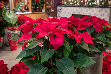 Potted red poinsettia or Euphorbia pulcherrima Christmas traditional flower in the flowers bar.