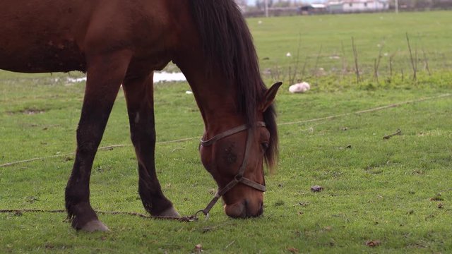 Lonely brown horse eating grass on meadow or green grass.