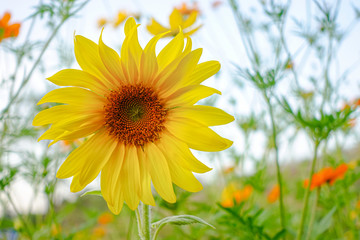Obraz premium Sunflowers grow in the field. Large yellow flower