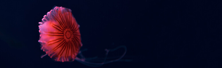 Panoramic shot of compass jellyfish with pink neon light on dark background © LIGHTFIELD STUDIOS
