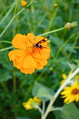 A honey bee on orange cosmos flower