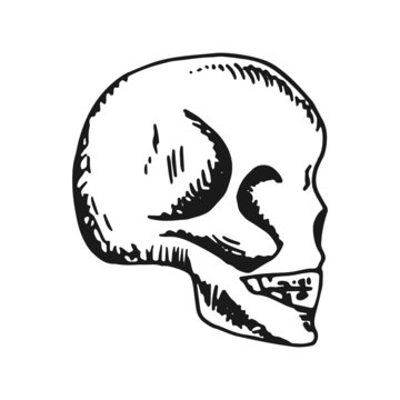 skull human head. sketch object