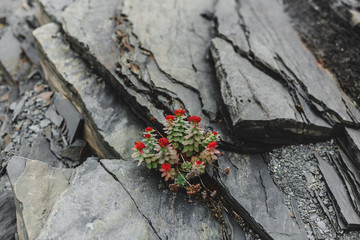 Lonely growing flower in a stone desert. Far north, Arctic, Barents Sea, Russia. The edge of the earth. Gray stones.