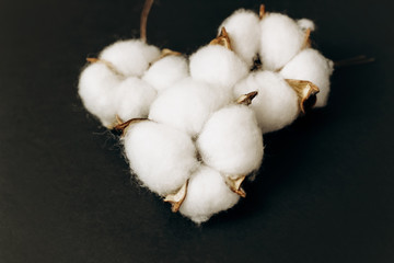 cotton dry flower boxes on a dark background