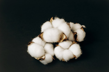 cotton dry flower boxes on a dark background