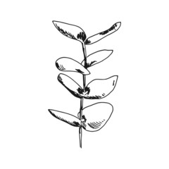 stem with leaves sketch object