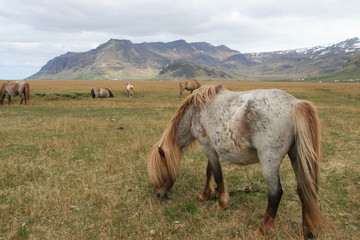 Wild Icelandic horses