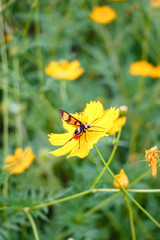 A honey bee on orange cosmos flower