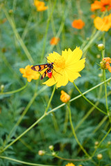 A honey bee on orange cosmos flower