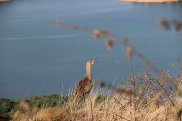 Pássaro na natureza