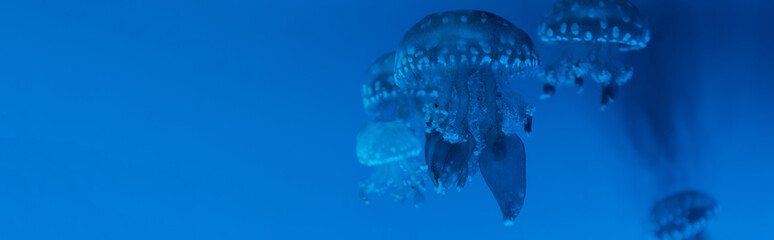 Panoramic shot of spotted jellyfishes on blue background © LIGHTFIELD STUDIOS