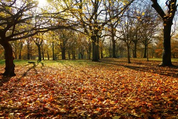 autumn in the park