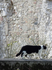Naklejka na ściany i meble black and white cat walks along a white stone wall