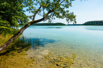 Jezioro lazurowe las turkusowe drzewa plaża wdzydze - obrazy, fototapety, plakaty