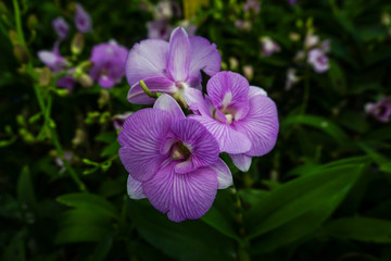 Pink dendrobium orchids in the garden