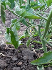 young plants in the garden