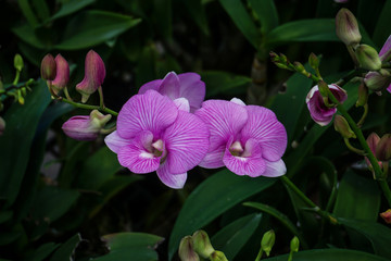 Pink dendrobium orchids in the garden