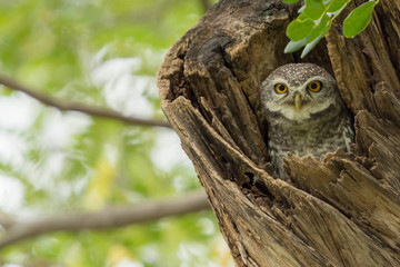 Close-up Spotted Owlet (Athene brama) in tree trunk looking at the camera.