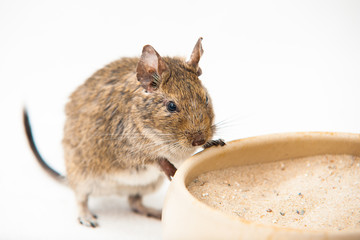 Degu playing in sand bowl before white background
