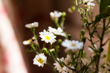 small white flowers background - image