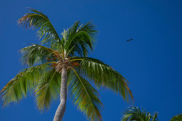 Fototapeta premium Punta Cana