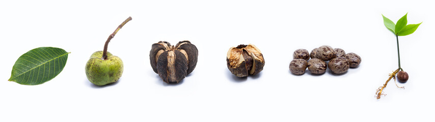 The evolution of rubber trees began with young leaves, old seeds, and young plants placed on a white background.