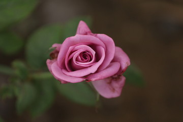 pink rose on green background