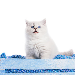 Ragdoll cat, small kitten portrait. White background