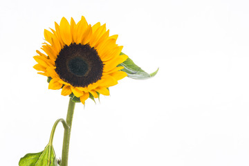 Sunflower isolated on white background