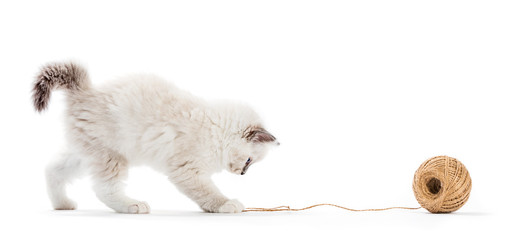 Ragdoll cat, kitten playing with cotton yarn. Isolated