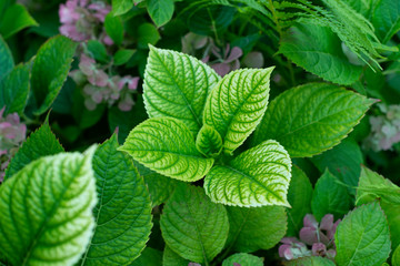 beautiful wallpaper with plant leaves and flowers