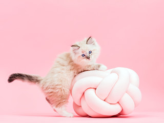 Ragdoll cat, small cute kitten portrait with funny pillow. Pink background