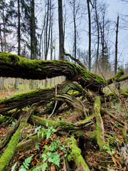 Puszcza białowieska, rezerwat przyeody.