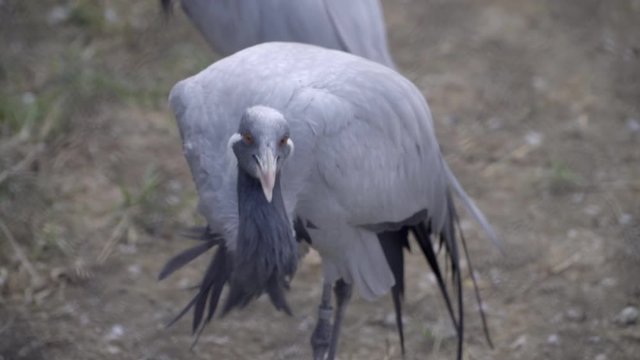 One Demoiselle Crane snapping its beak in the air and looking around.