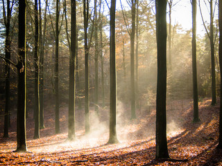 sunbeams through the leafs a a Beech tree forest in autumn