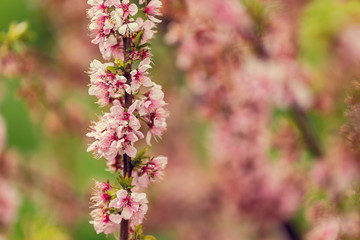 Cherry blossom flowers close-up