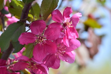 pink flowers in garden