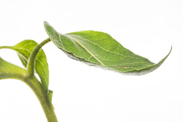 Fototapeta na wymiar green plant leaves isolated