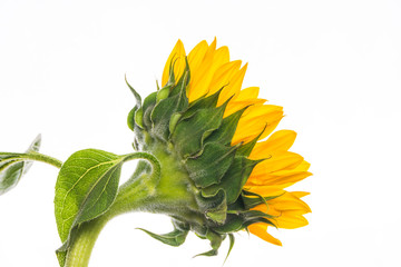 Sunflower isolated on white background