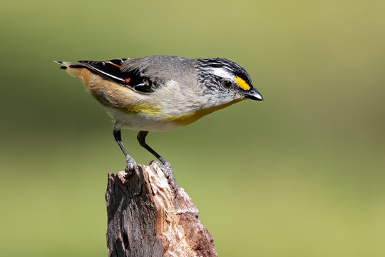 Striated Pardalote (Pardalotus striatus)