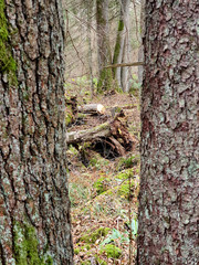 Puszcza białowieska, rezerwat przyeody.