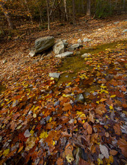 Autumn leaves in water