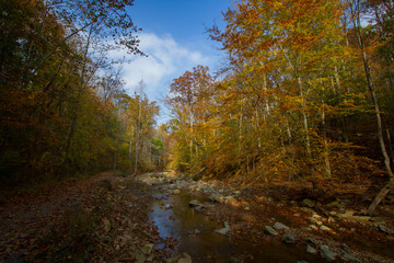 river in the forest in fall season