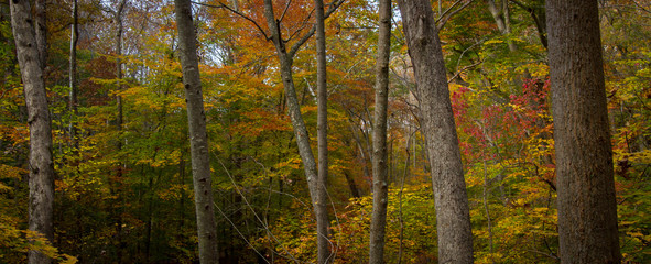 autumn in the forest