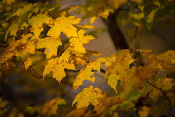 maple leaves in autumn